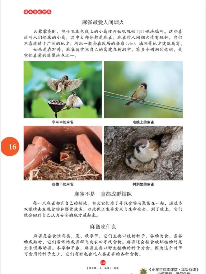 麻雀全文在线阅读 - 免费阅读经典小说