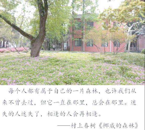 挪威的森林全文在线阅读 | 村上春树经典小说无删减版