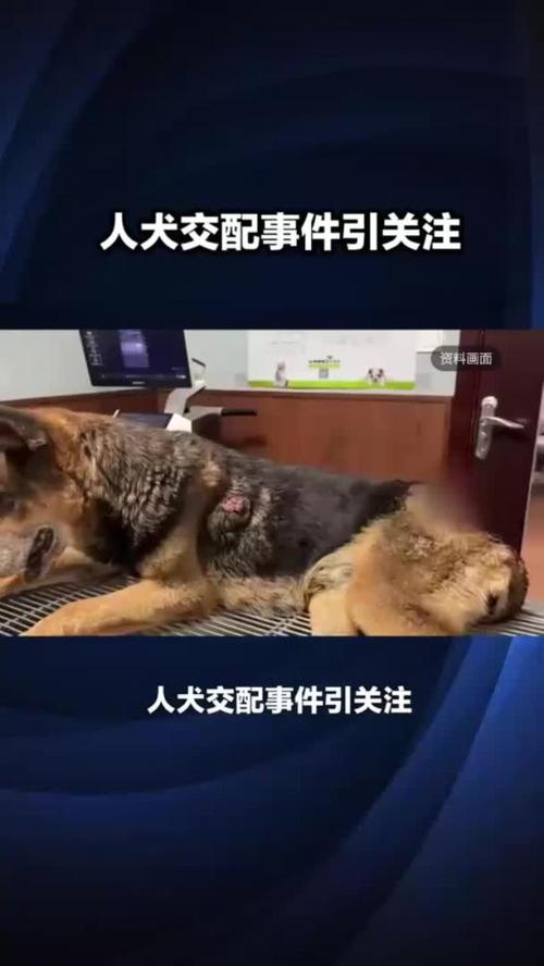 人狗合集全文在线阅读 | 精选人与狗温情故事合集